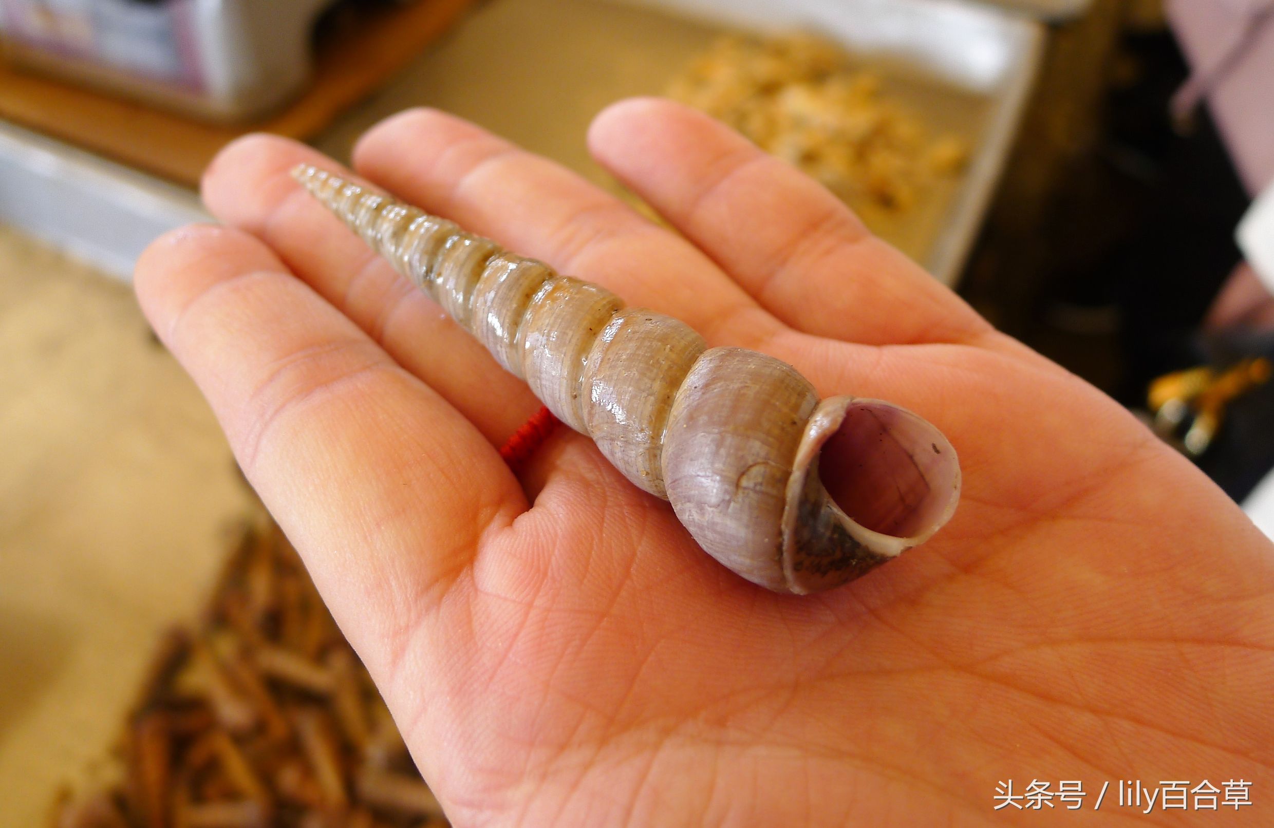 哪些海鲜能够带回家,回家路上能够带海鲜吗