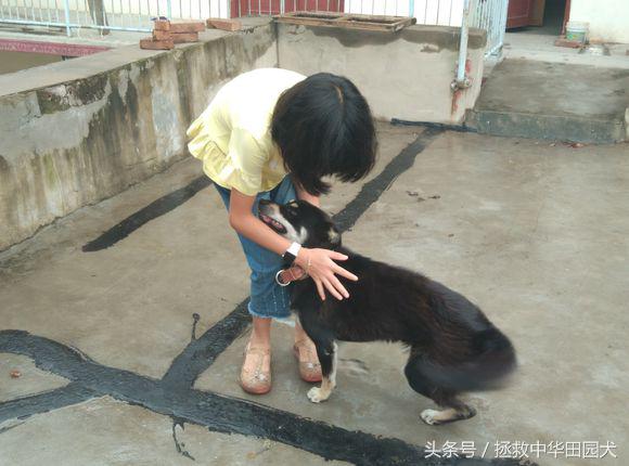 被遗弃的田园犬坎坷的领养之路,四眼田园犬成长过程