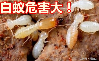 果园白蚁彻底消灭的方法,果树白蚁如何防治