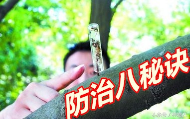 果园白蚁彻底消灭的方法,果树白蚁如何防治