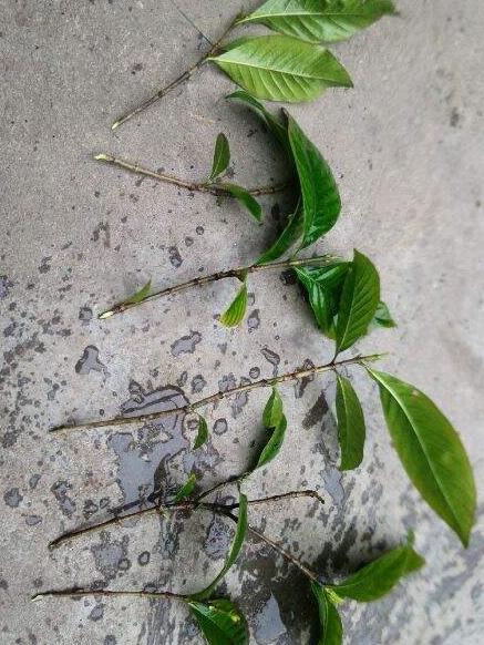 栀子花怎么扦插才能成活率高,栀子花如何扦插繁殖方法