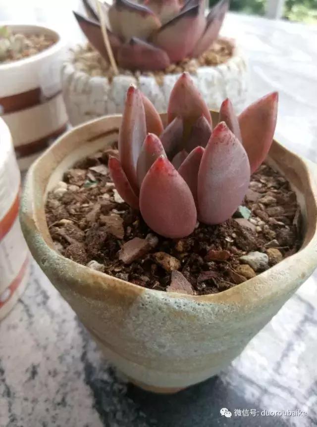 春天的多肉带给枯木新的生机，于是它们相爱了！