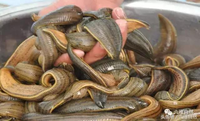 蚂蟥与水蛭养殖,水蛭蚂蝗养殖的真相