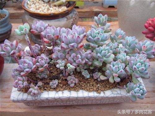 多肉植物漫画汤姆大叔教你每天认识一款多肉