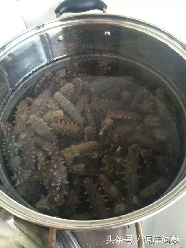 鉴别海参真假视频,辨别即食海参真假