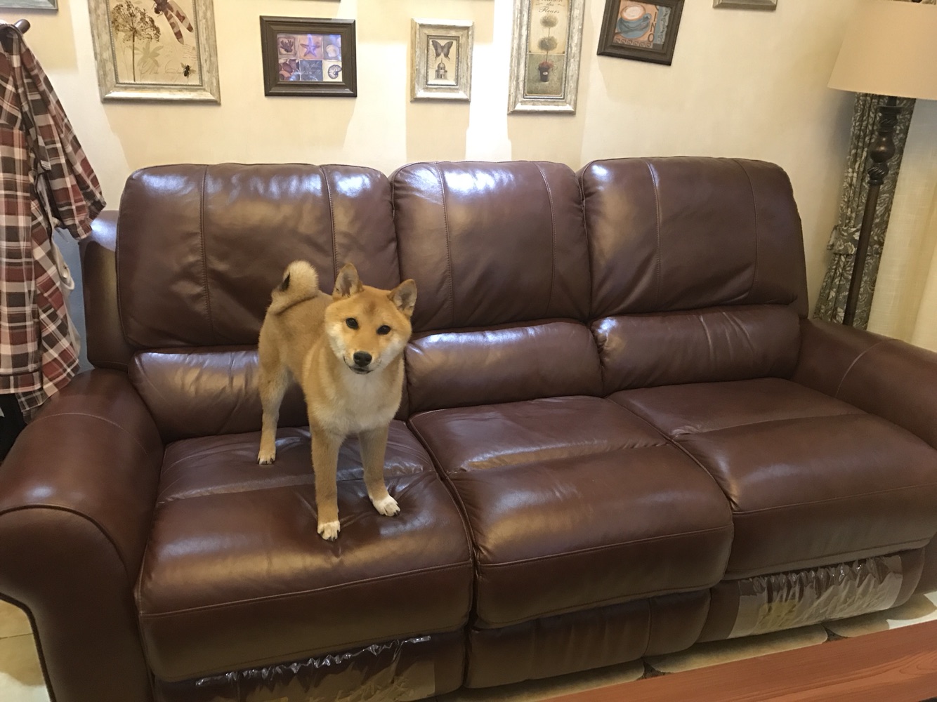 成精的那位，我家的招待能够吧