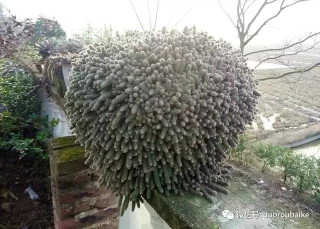 雪地里妈妈种的漂亮多肉,女儿种的多肉