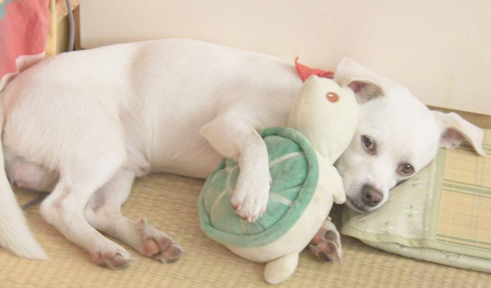 怎样挑选合适狗狗的玩具,如何给狗狗选择玩具大家知道吗