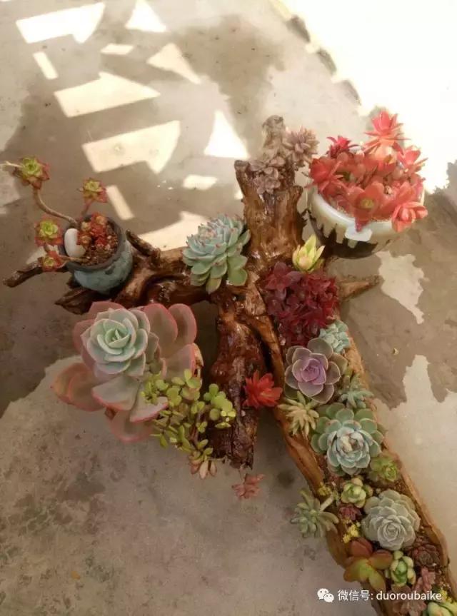 春天的多肉带给枯木新的生机，于是它们相爱了！