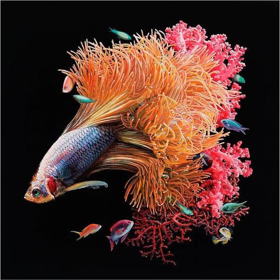 泰国斗鱼鱼缸,泰国斗鱼的幼崽