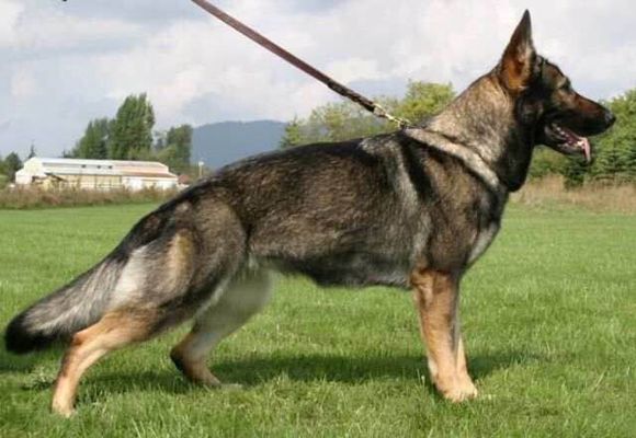 收藏狗狗的图片,收藏宠物集