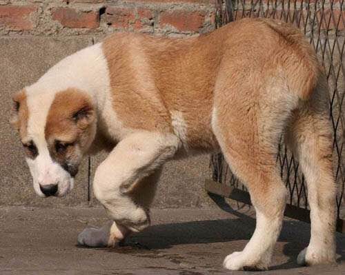 收藏狗狗的图片,收藏宠物集