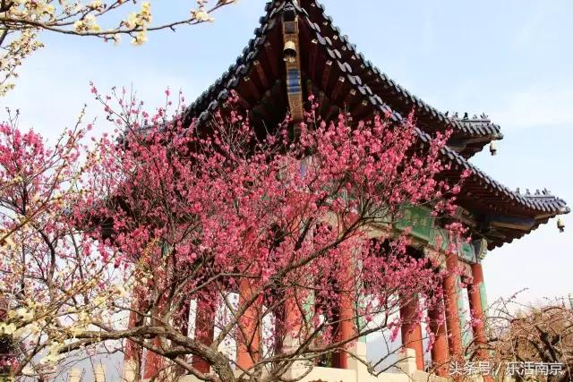 南京梅花赏花游记,好玩的摘草莓胜地打卡