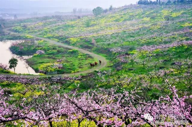 南京梅花赏花游记,好玩的摘草莓胜地打卡