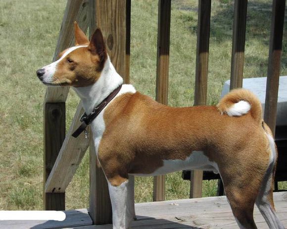 收藏狗狗的图片,收藏宠物集