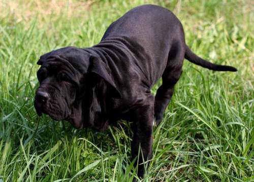 收藏狗狗的图片,收藏宠物集