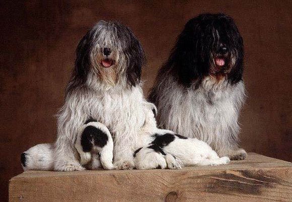 收藏狗狗的图片,收藏宠物集