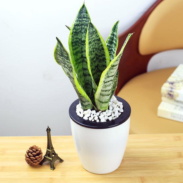 吸甲醛最利害的6款绿色盆栽，家中不妨放几盆，好养还漂亮