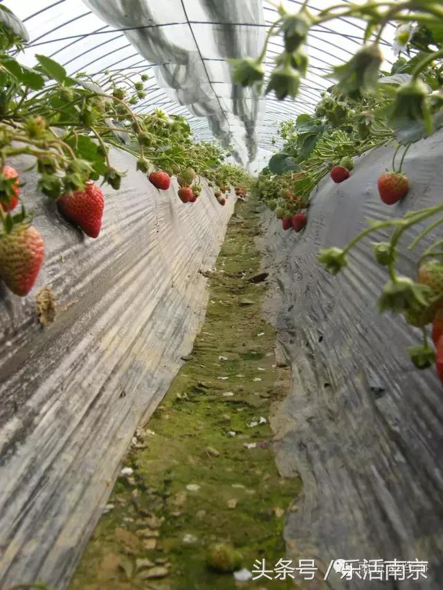 南京梅花赏花游记,好玩的摘草莓胜地打卡