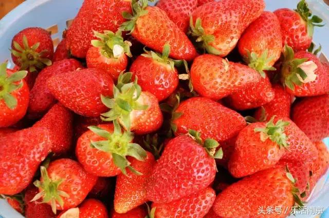 南京梅花赏花游记,好玩的摘草莓胜地打卡