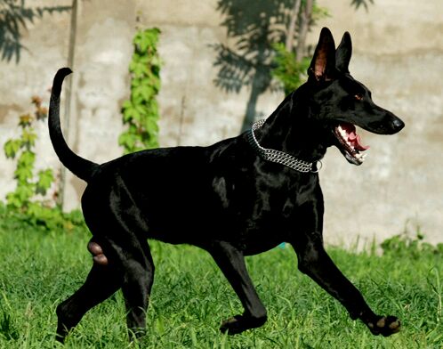 十大最值得养的土狗,最好养的十大土狗