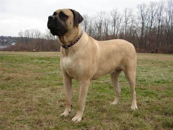 收藏狗狗的图片,收藏宠物集