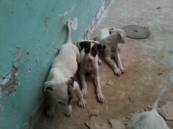 收藏狗狗的图片,收藏宠物集