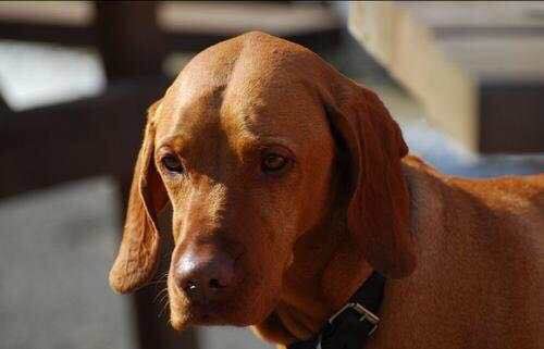 收藏狗狗的图片,收藏宠物集