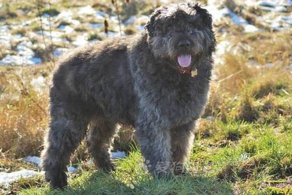 收藏狗狗的图片,收藏宠物集