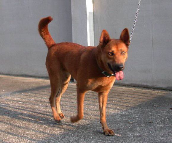 收藏狗狗的图片,收藏宠物集