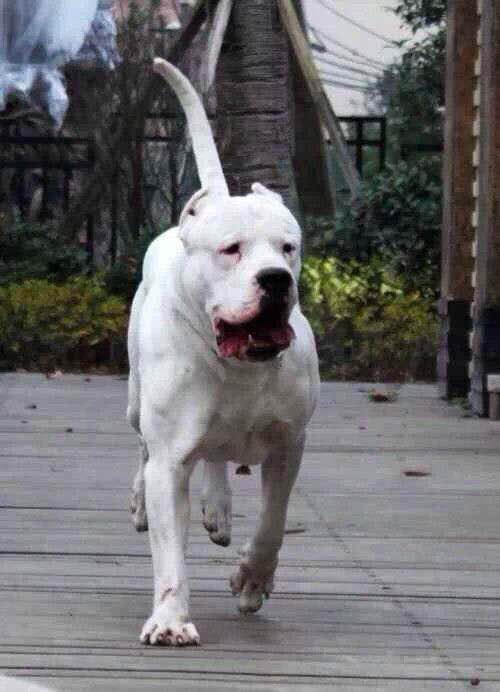 收藏狗狗的图片,收藏宠物集