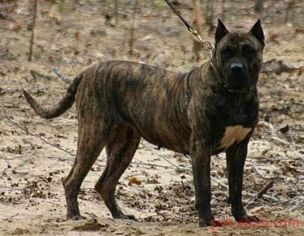 收藏狗狗的图片,收藏宠物集