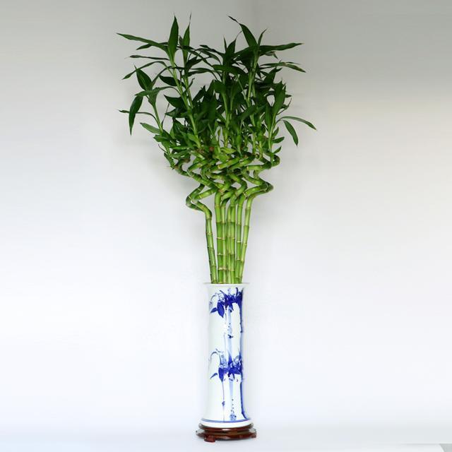 吸甲醛最利害的6款绿色盆栽，家中不妨放几盆，好养还漂亮