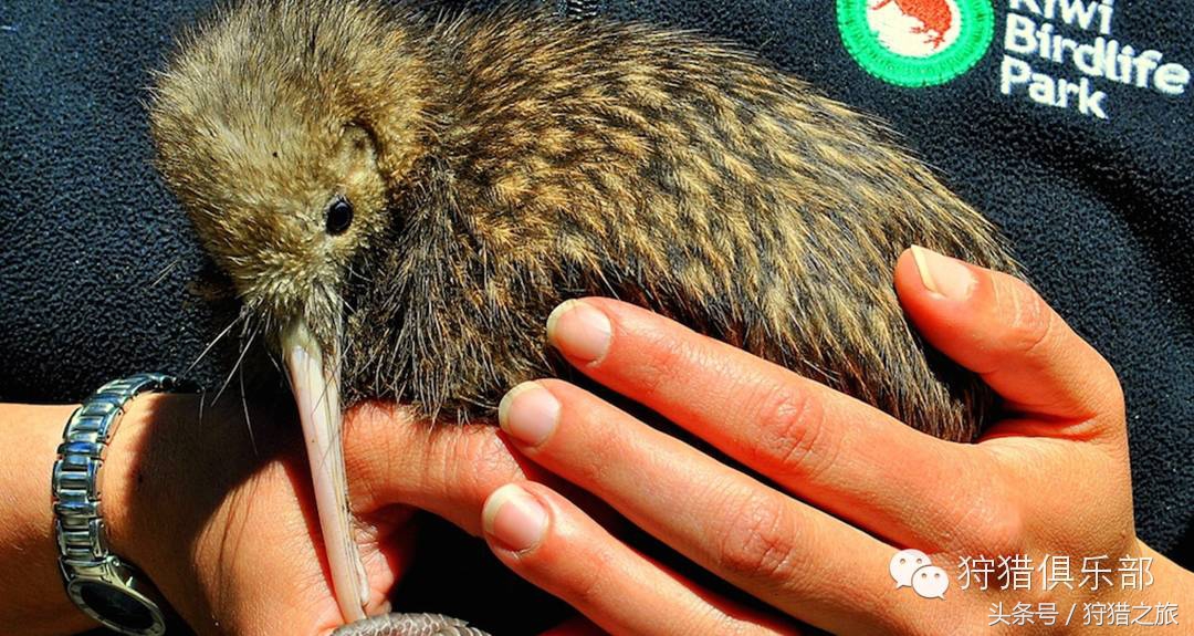 全球最具吸引力的狩猎圣地，加入高人一等的国际猎人组织！