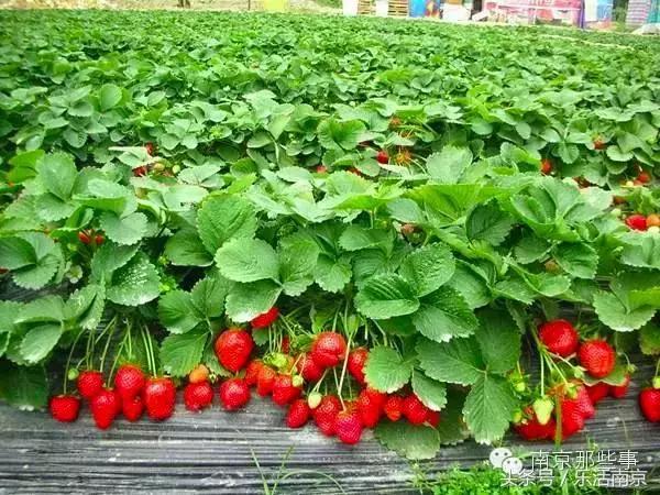 南京梅花赏花游记,好玩的摘草莓胜地打卡