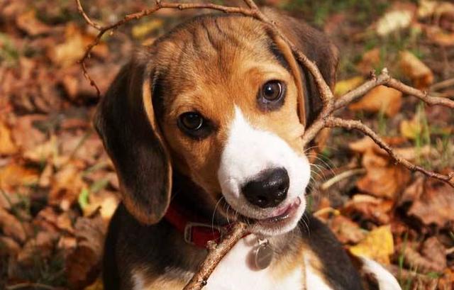 公狗绝育的好处和坏处博美,母狗被公狗拱还能绝育吗