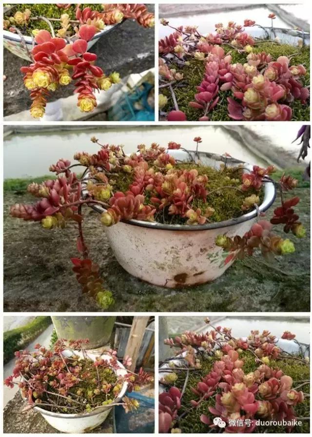 雪地里妈妈种的漂亮多肉,女儿种的多肉