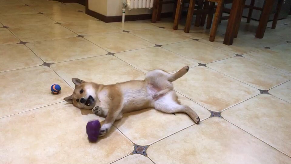 成精的那位，我家的招待能够吧