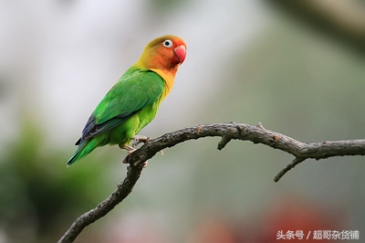 鹦鹉入门基础知识大全书,鹦鹉新手入门技巧教程