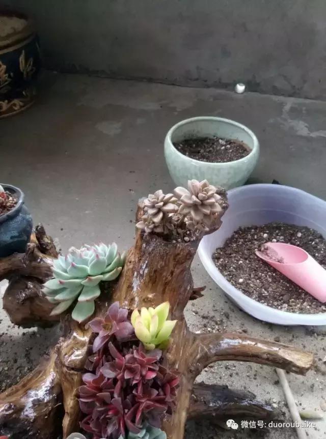 春天的多肉带给枯木新的生机，于是它们相爱了！