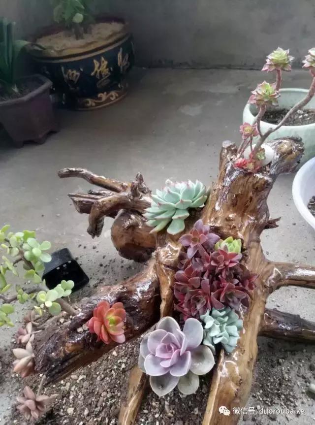 春天的多肉带给枯木新的生机，于是它们相爱了！