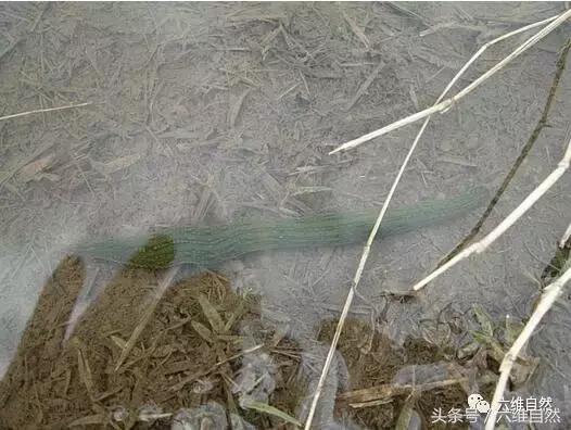蚂蟥与水蛭养殖,水蛭蚂蝗养殖的真相