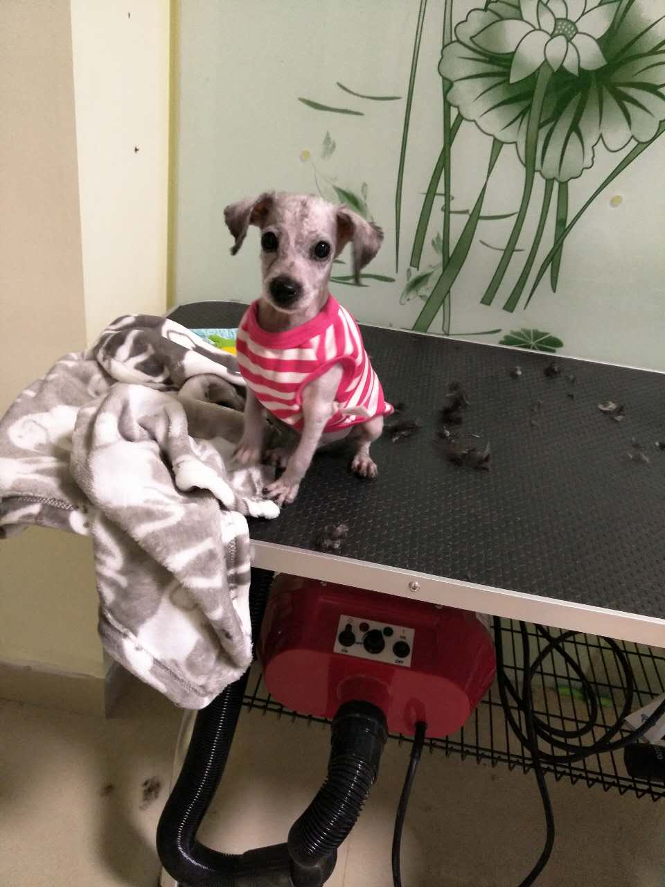 灰贵宾和白贵宾哪个更聪明,灰贵宾好还是棕色贵宾好