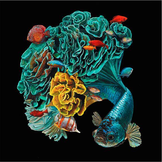 泰国斗鱼鱼缸,泰国斗鱼的幼崽