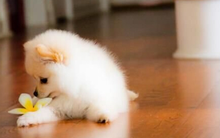 关注流浪狗的问题,宠物狗体会不到流浪狗的心酸