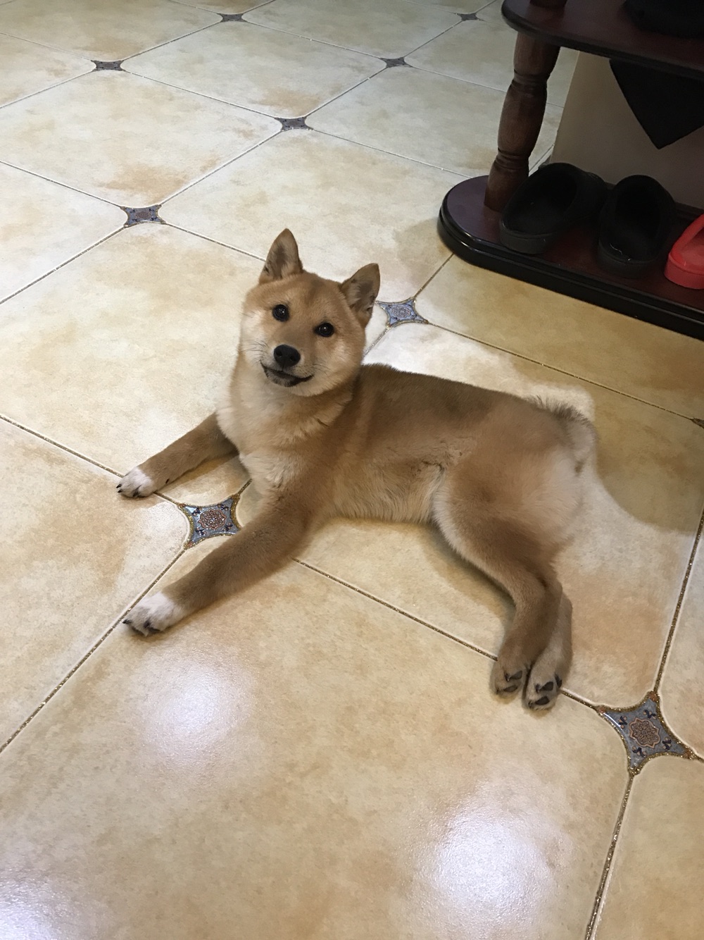 成精的那位，我家的招待能够吧