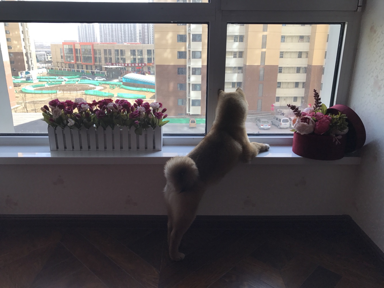 成精的那位，我家的招待能够吧