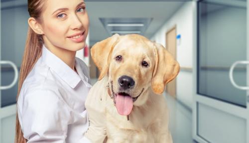 狗狗怎么解决乱拉屎的问题,三个月的狗狗大便成形但是有点烂