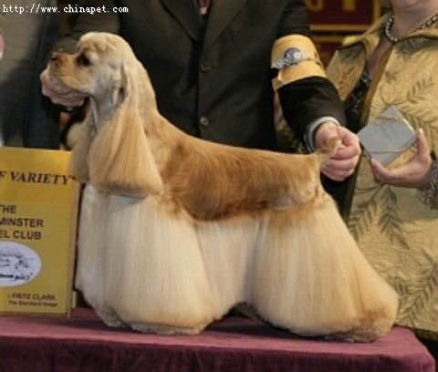 狗狗品种收集大全,收藏狗狗