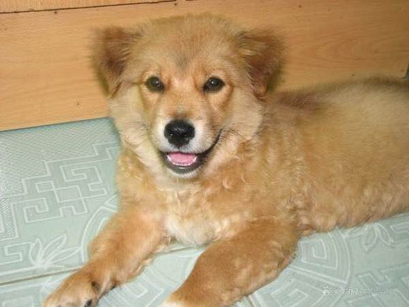 狗狗品种收集大全,收藏狗狗